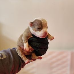 Apollo - Lilac tri-color male American Bully puppy in Puyallup, Washington from Gamer Bullyz