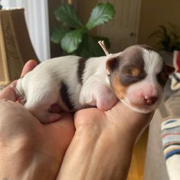 Marilyn - Chocolate, tan and white female Yorkshire Terrier puppy in Stockton, California from Lala & Co.