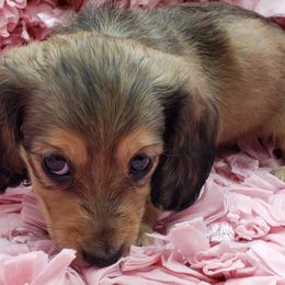 Dachshunds from Fairhaven Dachshunds