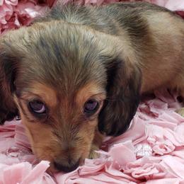 Dachshunds from Fairhaven Dachshunds