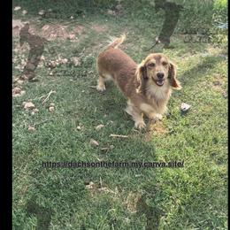 Archer - Dachshund