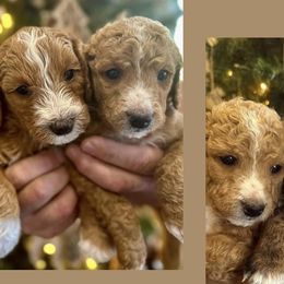 Bernedoodles from Rooper Doodles