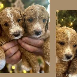 Bernedoodles from Rooper Doodles