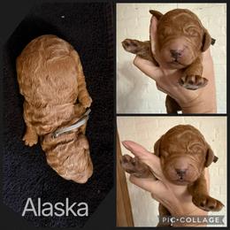 Alaska - Red  male Poodle puppy in Mount Vernon, Illinois from AMC Poodles