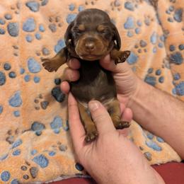 Dachshund Puppies from Wilson's Kennels