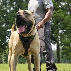 Perro de Presa Canarios from La Fundación K-9