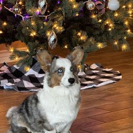 Cardigan Welsh Corgi Puppies from LoneStar Cardigan Welsh Corgis
