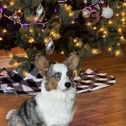 Cardigan Welsh Corgi Puppies from LoneStar Cardigan Welsh Corgis