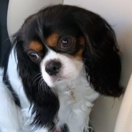 Chandler - Cavalier King Charles Spaniel