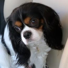 Chandler - Cavalier King Charles Spaniel