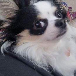 Chihuahuas from Theresa's Chihuahuas
