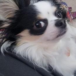 Chihuahuas from Theresa's Chihuahuas