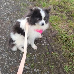 Oreo - Pomeranian