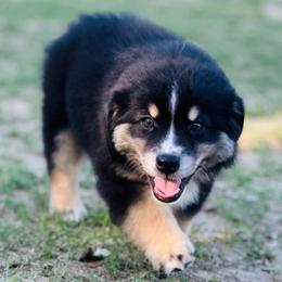 Cole - Black tri male Miniature Australian Shepherd puppy in Luling, Texas from Little Wood Toy and Mini Aussies