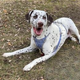 Dalmatian All Grown Up from Rosais Acres LLC