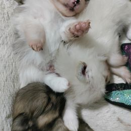 Pomeranian and Pomsky Puppies from Stonehill Breeders