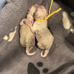 Ivy - White female Poodle puppy in Anderson, South Carolina from Stephanie’s Signature Poodles inspired by Sherry Lynn LLC