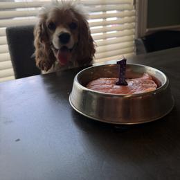 Cocker Spaniel and Shih Tzu All Grown Up from Northstar Shih Tzu
