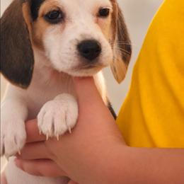Toto - White black and tan male Beagle puppy in Lake City, Florida from Sunkissed Beagles