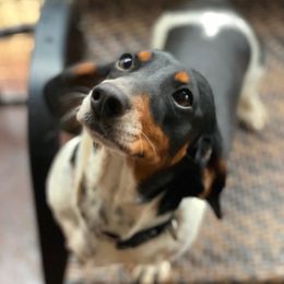 Lilo - Dachshund