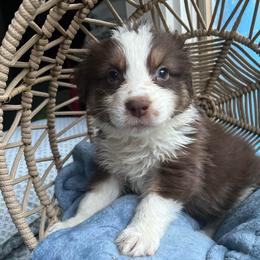 Liam - Red merle male Australian Shepherd puppy in Grants Pass, Oregon from Carmel Mountain Aussies