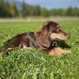 Jack - Dachshund