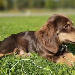 Jack - Dachshund