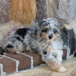 Guardian Puppy, read description - Blue merle female Aussiedoodle puppy in Watertown, Wisconsin from Little Bear Paws Aussiedoodles
