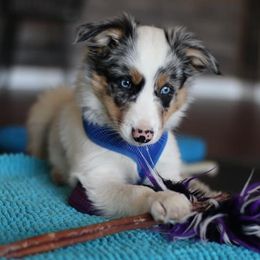 Border Collies from Shannon Ciccarelli's Border Collies