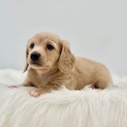 Eli - Cream male Dachshund puppy in Litchfield, Illinois from Charmm Dachshunds