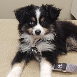 Toy Australian Shepherd Puppies from Kickapoo Creek Aussies