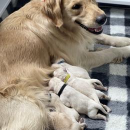 Golden Retriever Puppies from Ruff Life Goldens
