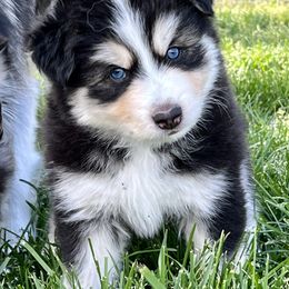 Pomsky Puppies from Perfect Companion Pomskies