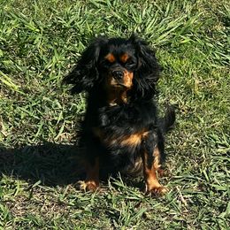 Miley - Cavalier King Charles Spaniel