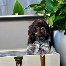 Smoky - Brown roan male Cocker Spaniel puppy in Salt Lake City, Utah from Sego Lily Cockers