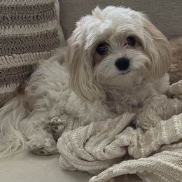 Emma - Cavapoo