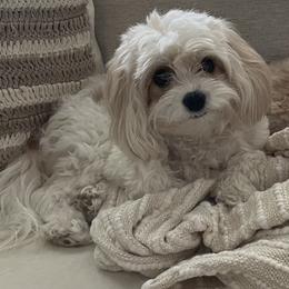 Emma - Cavapoo