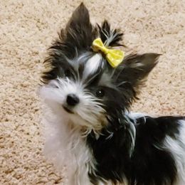 Yorkshire Terriers from Our Yorkie Life