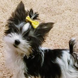 Yorkshire Terriers from Our Yorkie Life