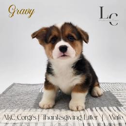 Gravy - Black and tan male Pembroke Welsh Corgi puppy in Pine Village, Indiana from NL Horsemanship