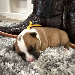 Boy 3 (yellow) - Red and white male Staffordshire Bull Terrier puppy in Lakeland, Florida from English Creek Staffords
