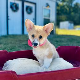 Lulu's Pink Girl - Red female Pembroke Welsh Corgi puppy in Vilonia, Arkansas from Lucky Pups Corgis