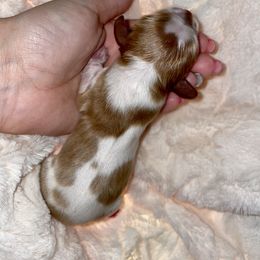 Cavalier King Charles Spaniel Puppies from Cassie’s Cavaliers