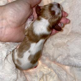 Cavalier King Charles Spaniel Puppies from Cassie’s Cavaliers