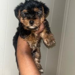 Daffy price 1500 - Black and tan male Yorkipoo puppy in Gastonia, North Carolina from Dynasty Kennel