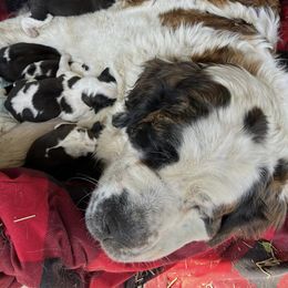 Saint Bernards from McKay's Gentle Giants