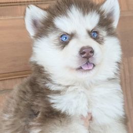 Demir - Red and white female Siberian Husky puppy in Laurel Springs, North Carolina from Siberial