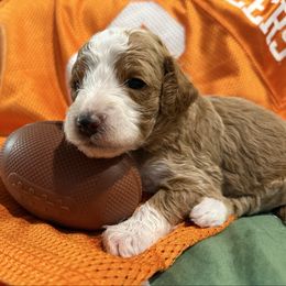 Gilbert (yellow collar) - Red  male Goldendoodle puppy in Knoxville, Tennessee from Graystone Doodles