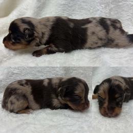 Red Merle female - Red merle female Toy Australian Shepherd puppy in Brooker, Florida from Honey, I Shrunk the Aussies