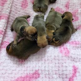Boy 3 - Fawn male French Bulldog puppy in Galt, California from The three little frenchies